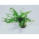 Microsorium pteropus mini  plante eau douce