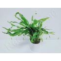 Microsorium pteropus mini  plante eau douce