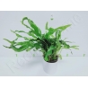 Microsorium pteropus mini  plante eau douce