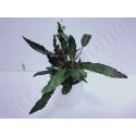 Hemigraphis exotica plante eau douce