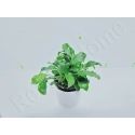 Schismatoglottis prietoi plante eau douce