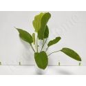 Echinodorus yellow sun  plante eau douce