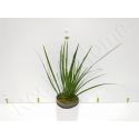 Acorus pusillus  plante eau douce