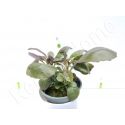 Lobelia cardinalis plante eau douce