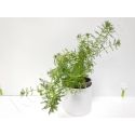 Myriophylum guyana plante eau douce