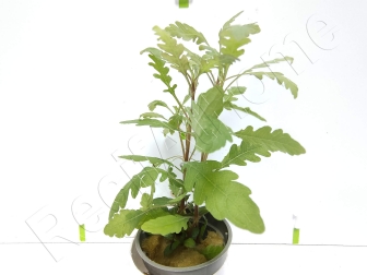 Hygrophyla pinnatifida plante eau douce