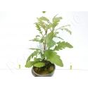 Hygrophyla pinnatifida plante eau douce