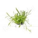 Lilaeopsis brasiliensis plante eau douce