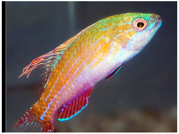 Cirrhilabrus filamentosus