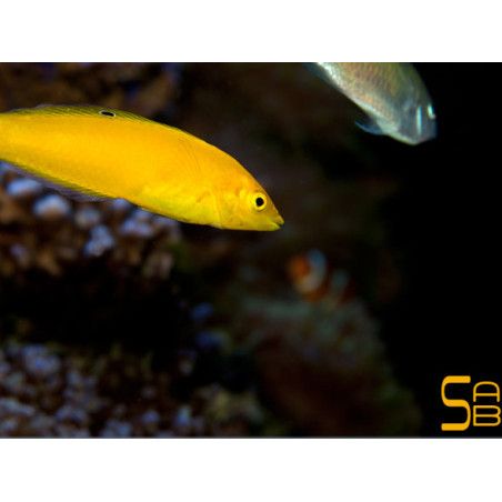Halichoeres chrysus