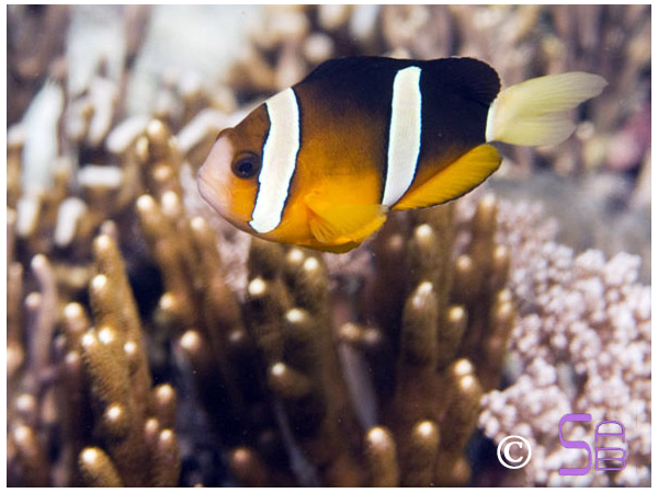 Amphiprion clarkii Ceylan