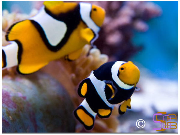 Amphiprion percula picasso