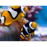 Amphiprion percula picasso