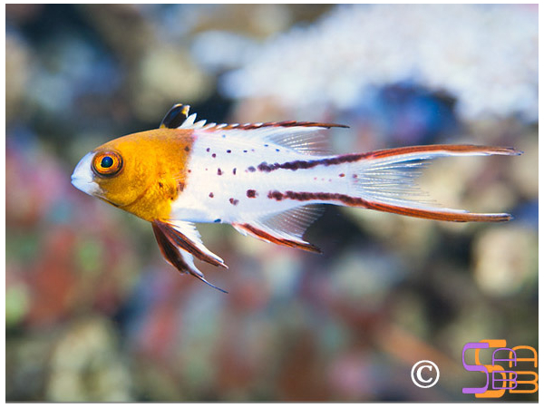 Bodianus anthioides