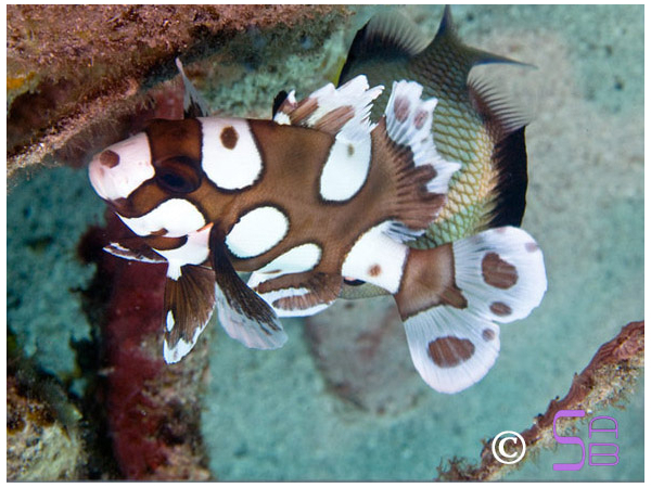 Plectorhinchus chaetodontides