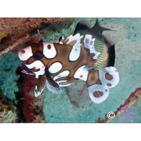 Plectorhinchus chaetodontides