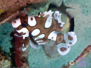 Plectorhinchus chaetodontides