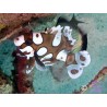 Plectorhinchus chaetodontides