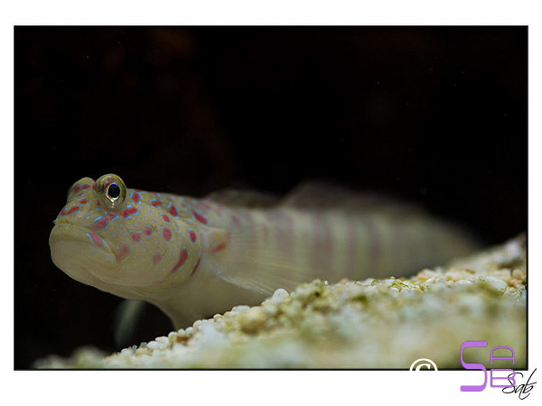 Cryptocentrus leptocephalus