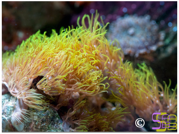 Briareum stechei