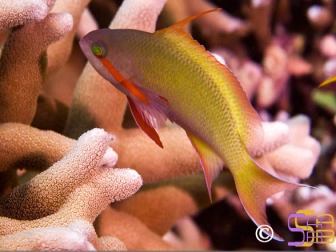 Pseudanthias hutchi mâle