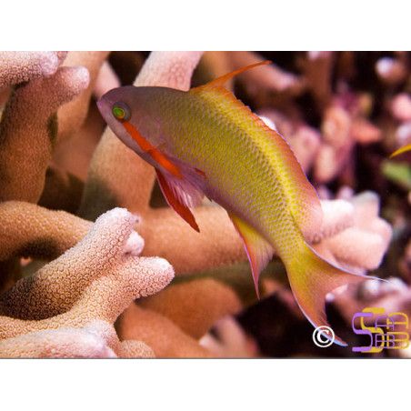 Pseudanthias hutchi mâle