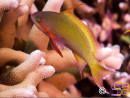 Pseudanthias hutchi mâle