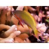 Pseudanthias hutchi mâle