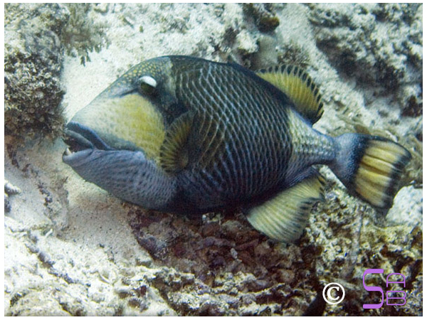Balistoides viridescens