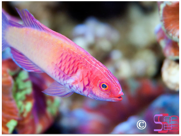 Cirrhilabrus rubrisquamis