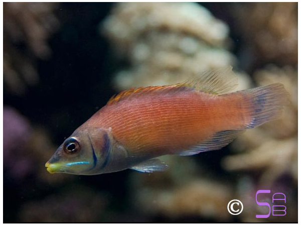 Paracheilinus evanidus
