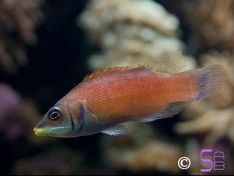 Paracheilinus evanidus