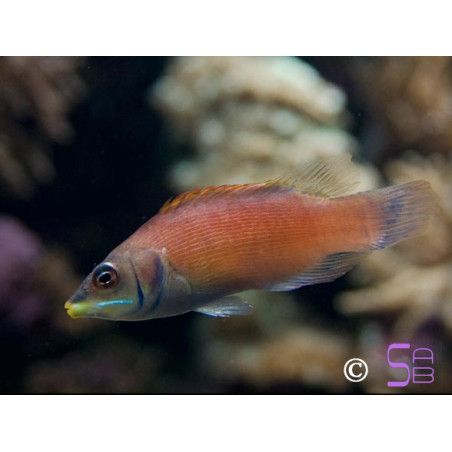 Paracheilinus evanidus