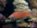 Paracheilinus evanidus