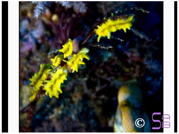Colochirus sp.