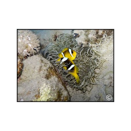 Amphiprion clarkii