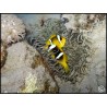 Amphiprion clarkii