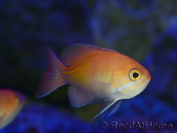 Pseudanthias Kashiwae