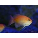 Pseudanthias Kashiwae