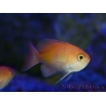 Pseudanthias Kashiwae