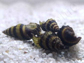 Escargot mangeur d’escargots - Anentome helenae