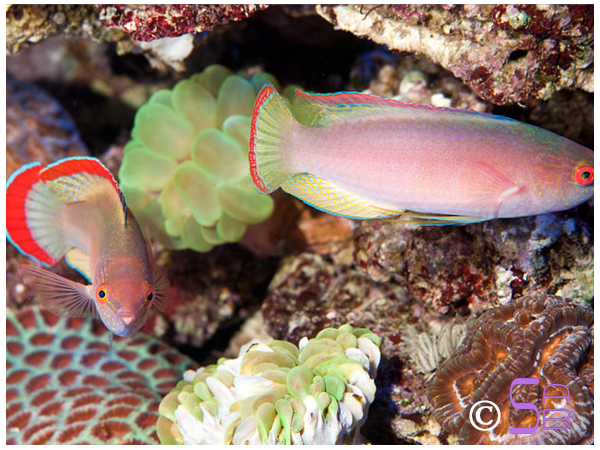 Cirrhilabrus rubrimarginatus