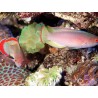 Cirrhilabrus rubrimarginatus