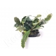 Bucephalandra velvet Green