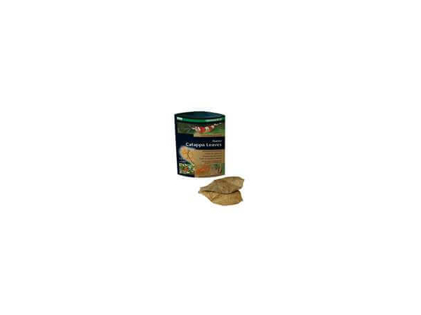 Nano Catappa Leaves(badamier)12 feuilles