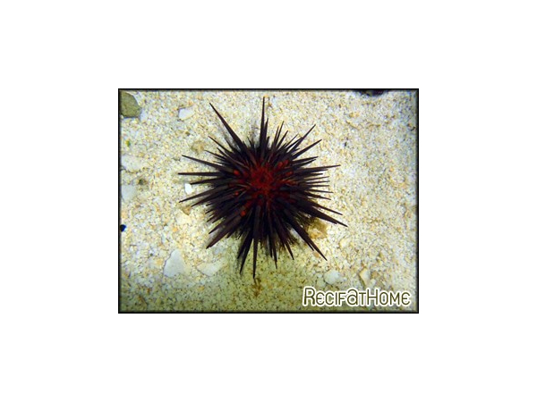 Echinometra viridis CARAIBES