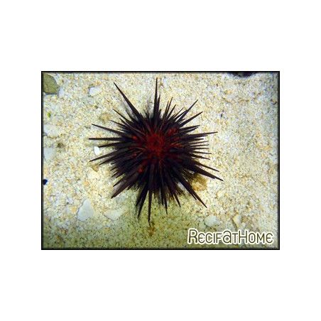 Echinometra viridis CARAIBES