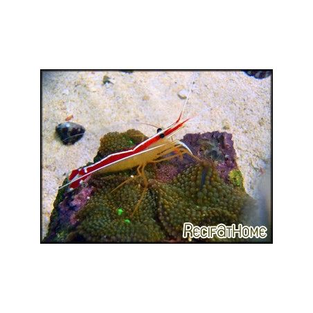 Lysmata amboinensis