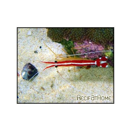 Lysmata amboinensis