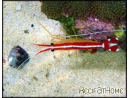 Lysmata amboinensis